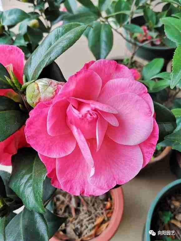 茶花：冬日里的香气担当