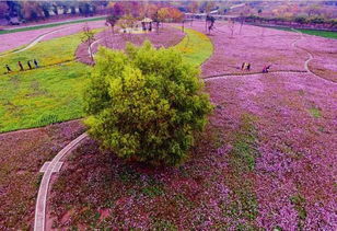 佳木斯药田的花开秘诀
