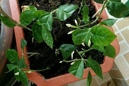 六月份种花秘籍，新手也Neng轻松上手