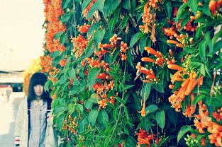 探寻价值连城的神秘花朵