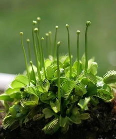 炎炎夏日 草木也需“清凉一夏”