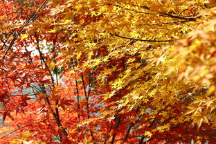 枫树的越冬养护