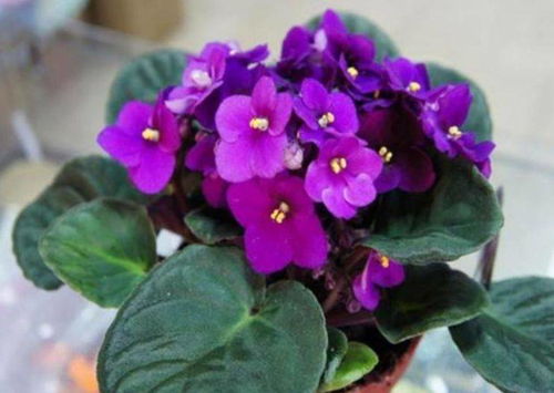 揭秘9月买花陷阱！