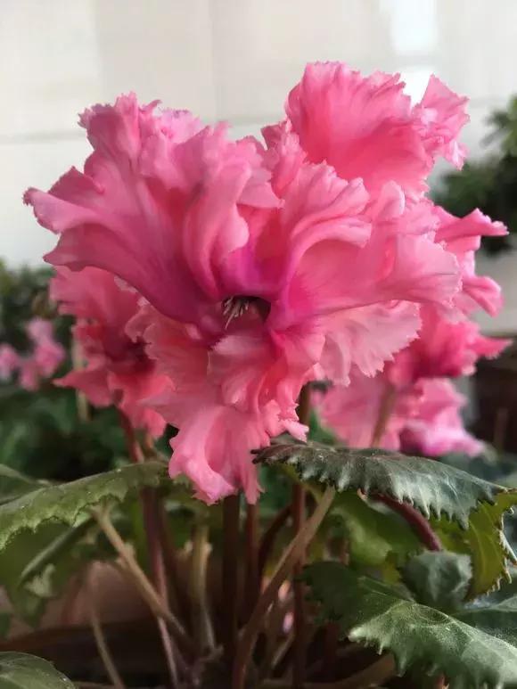 玫瑰、 牡丹、雏菊：四季的斑斓色彩