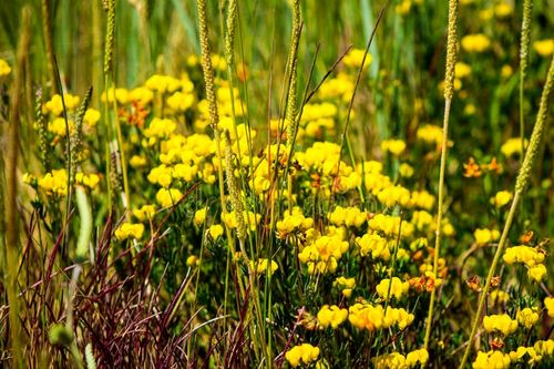 除虫菊素：真的无害吗？
