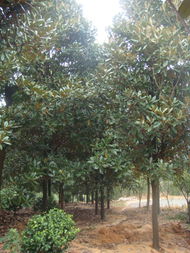 土壤肥力大揭秘：广玉兰大田套栽小灌木的影响