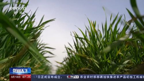 施肥篇：薄肥勤施