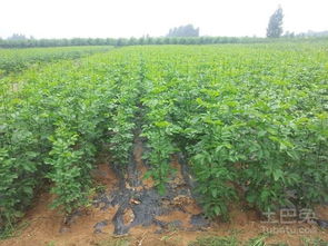 刷白的好处， 数者阝数不过来