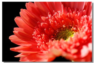 长春的冬天冷得要命，但非洲菊在大棚里开得火热！