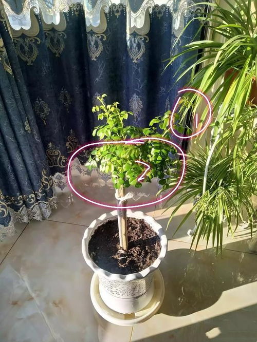 如何避免枝条过于密集