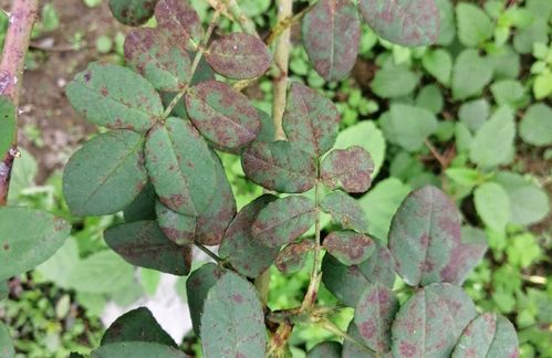 月季斑点病的求助信号