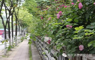 花季何时盛开， 那是一道美丽的谜题