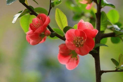 海棠花，香味藏在风里？