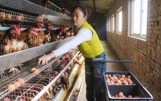 投资养狐狸养殖场，需考虑土地、设施、饲料等成本