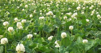 耐寒高海拔种植， 花卉的选择