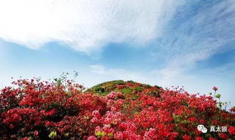 揭秘：如何高效栽培映山红——山上挖来的映山红能否种植？