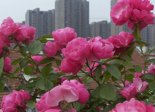 月季花的养护，你需要注意什么？