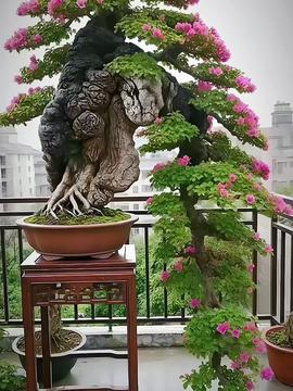 小盆景，微观的园林