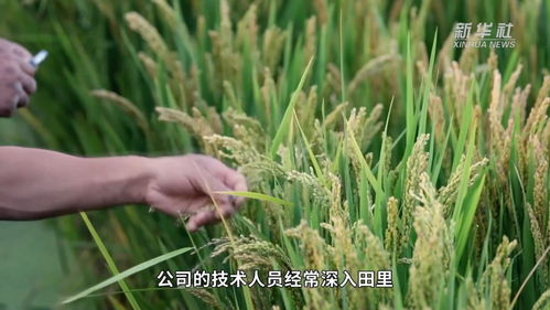 无瓣海桑：耐盐碱速生树