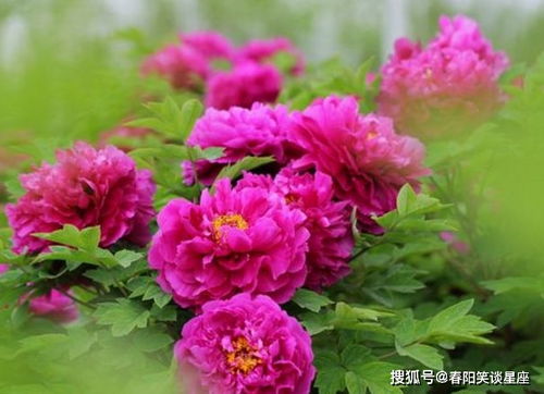 牡丹花种季：最佳播种时机揭秘！