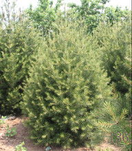 小蠹虫的威胁与防治