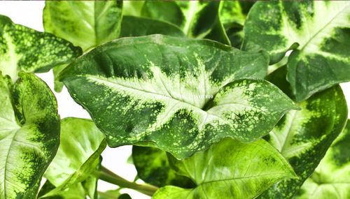 龟背竹：夜间吸收二氧化碳， 改善空气质量