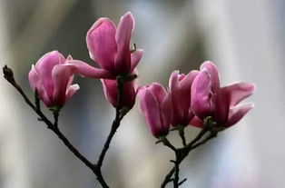 玉兰的食用：玉兰片的独特风味