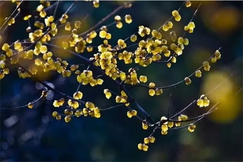 腊梅的耐寒特性