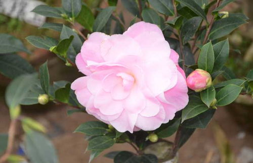 茶花的繁殖方法