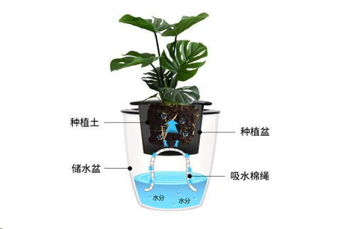 浇水也要讲究技巧