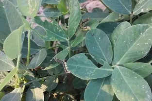 棉铃虫的危害：让人头疼的害虫