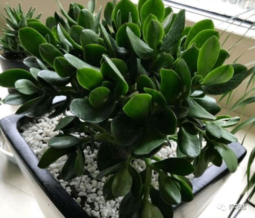 玉树养殖秘籍：浇水技巧大公开，茁壮成长不再是难题！