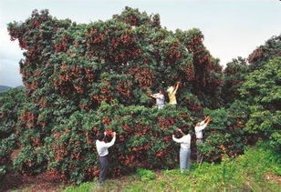我国荔枝施肥技术，需根据土壤、气候、品种等因素科学施用