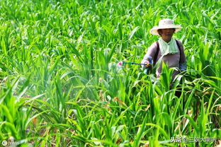 浇除草剂的药剂用量及混用问题
