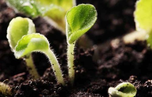 辣根高产种植技术中，如何有效提升辣根的产量与品质？