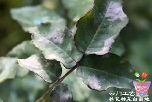 特殊情况下的使用方法