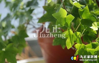 常春藤的浇水频率：你真的了解吗？