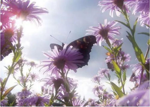 后来从事花卉行业