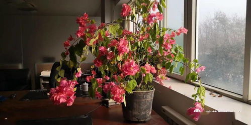 土壤和肥料，花儿生长的保障