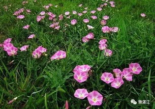 常见品种对比：