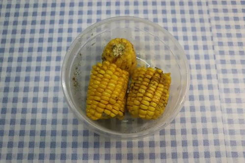 长寿花也招上了蚧壳虫， 用酒精来对付它