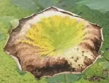 吡虫啉VS呋虫胺：谁geng有效？