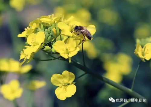 夏花烂漫， 生机盎然