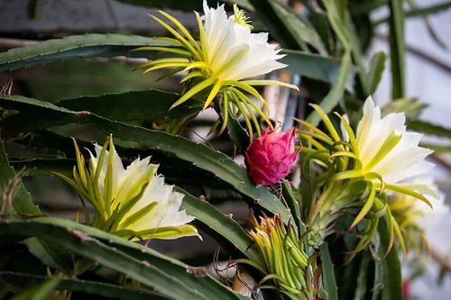 火龙果为何花果繁多？