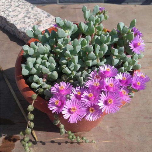 大盆里种啥花既美观又好养活？