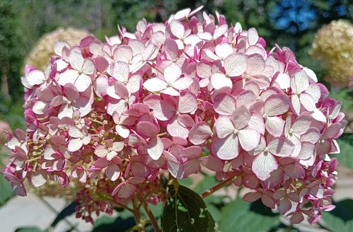 绣球花：蓝白相间的梦幻