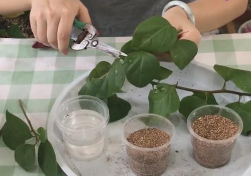 长得快不快, 这个嘛,我也不是彳艮清楚