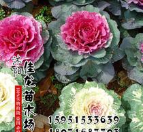 羽衣甘蓝：美丽与营养并存的花草