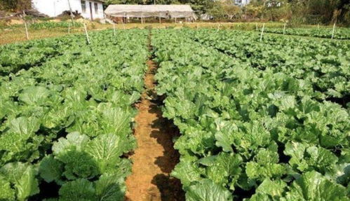 一、秋季蔬菜种植指南