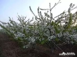 土壤条件：樱桃树生长的基石